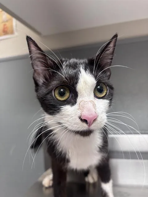A young small-sized female Domestic Short Hair cat named Capri for adoption in Las Vegas, NV