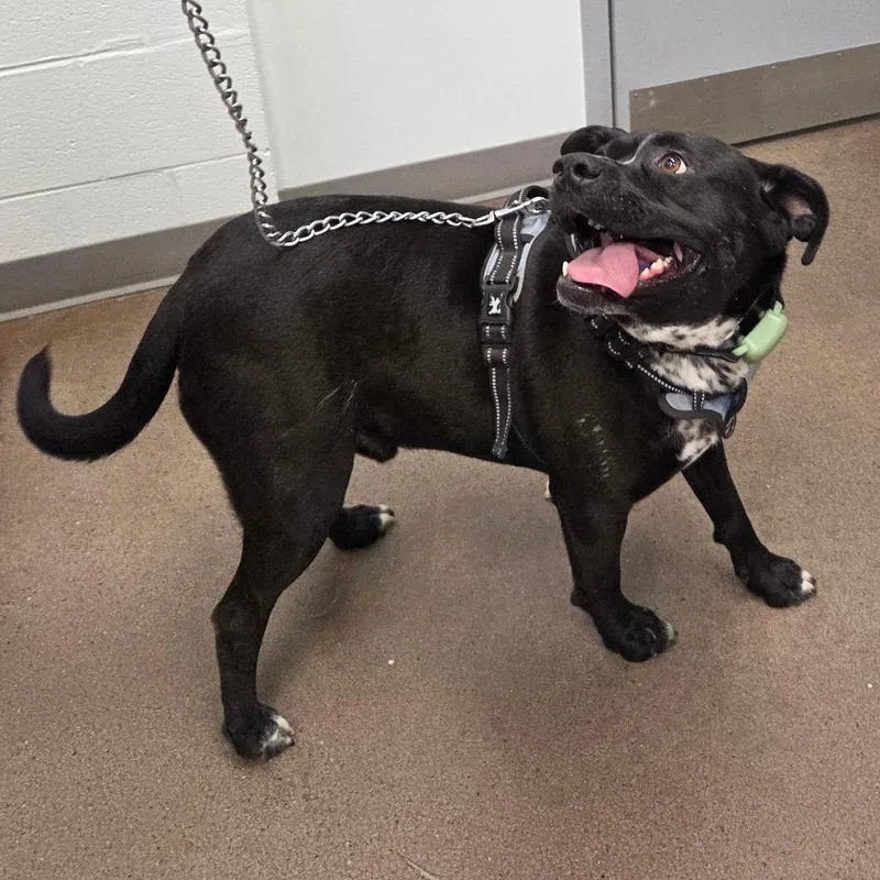 An adult large-sized male Black Pit Bull Terrier dog named Zeus for adoption in Chattanooga, TN