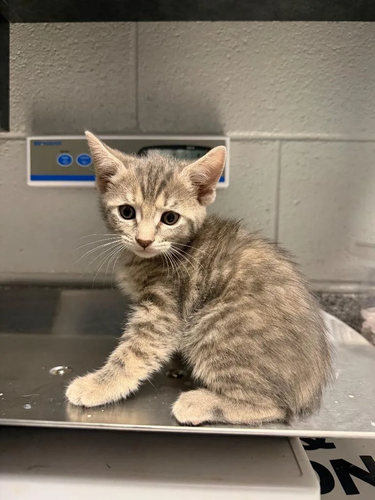 A baby small-sized female Domestic Short Hair cat named Tammy for adoption in Henderson, NC