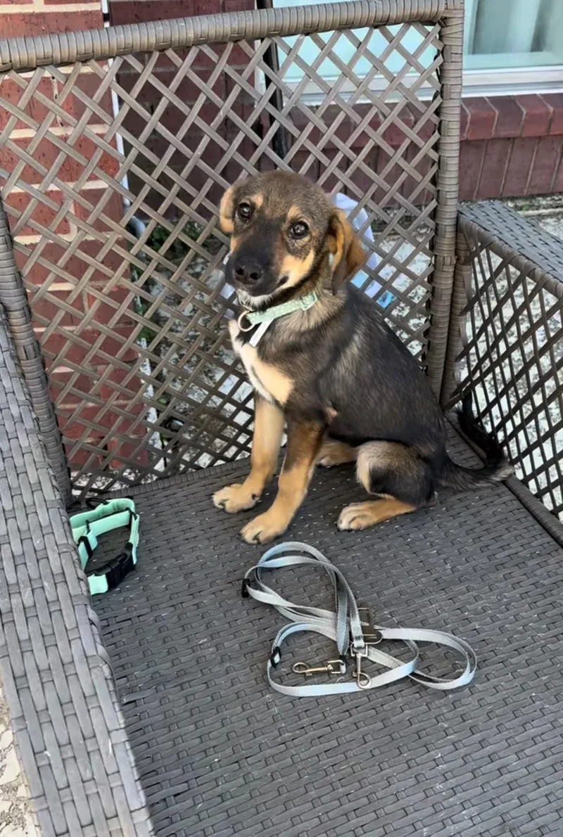 A baby medium-sized female Shepherd dog named Evelyn for adoption in Houston, TX