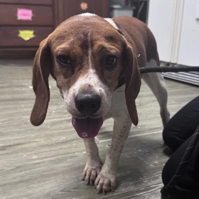 An adult medium-sized male Red / Chestnut / Orange Hound dog named Justin for adoption in Summerville, SC