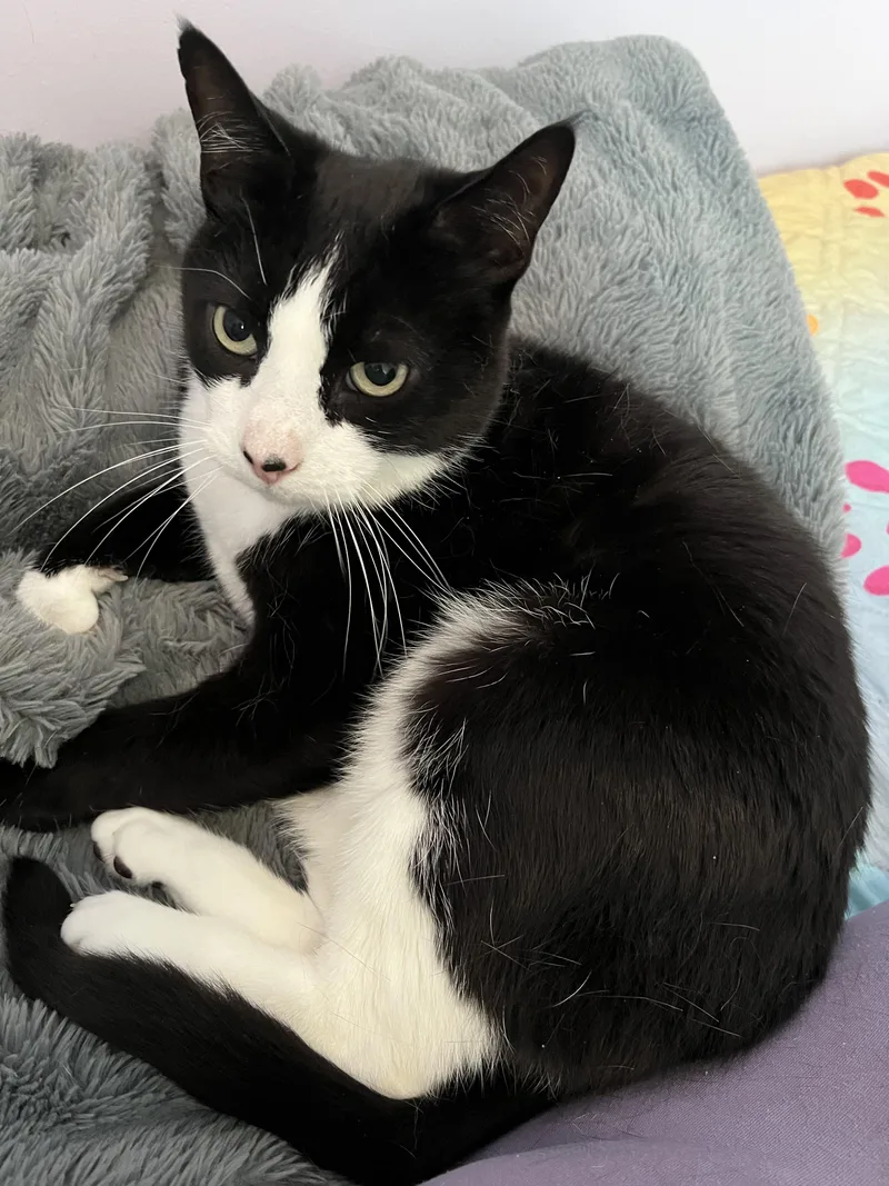 An adult medium-sized male Black & White / Tuxedo Domestic Short Hair cat named Harry sweetheart for adoption in New York, NY