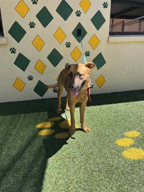 A young large-sized male Hound dog named Shaggy for adoption in Winter Haven, FL