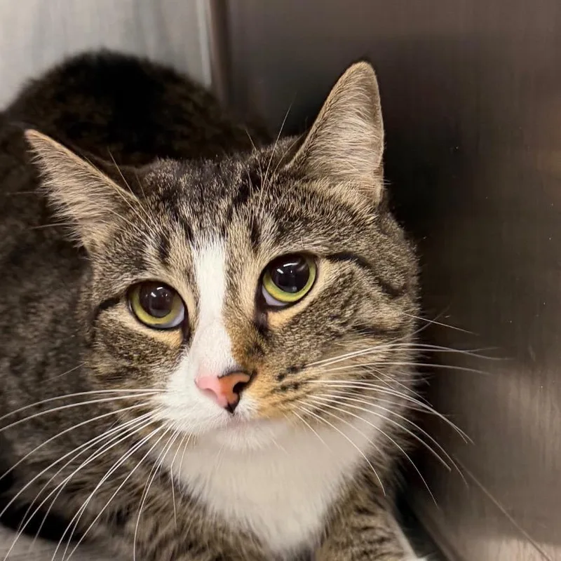 A young medium-sized female Brown / Chocolate Domestic Short Hair cat named Nala for adoption in Belleville, IL