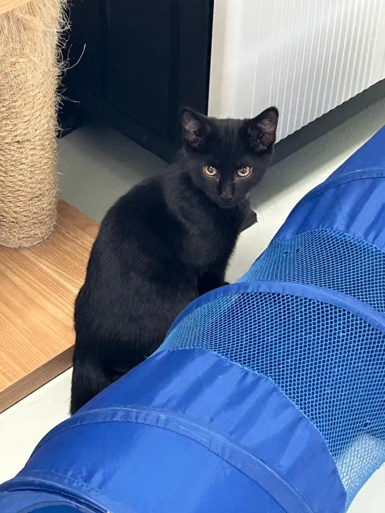 A baby small-sized male Domestic Short Hair cat named Toni Macaroni for adoption in Blountville, TN