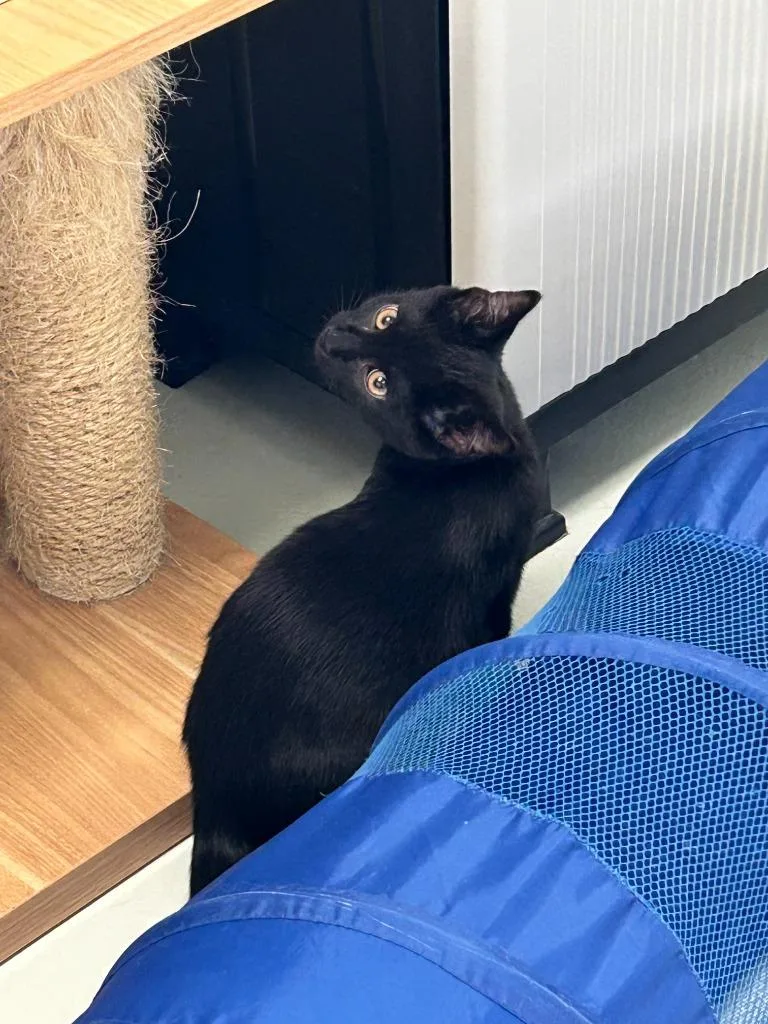 Toni Macaroni thumbnail 2