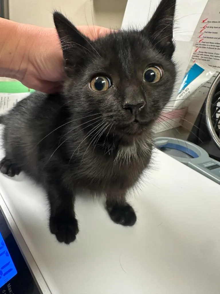 Toni Macaroni thumbnail 3