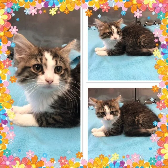 A baby small-sized female Tabby (Gray / Blue / Silver) Domestic Medium Hair cat named Butterfly for adoption in Buckhannon, WV