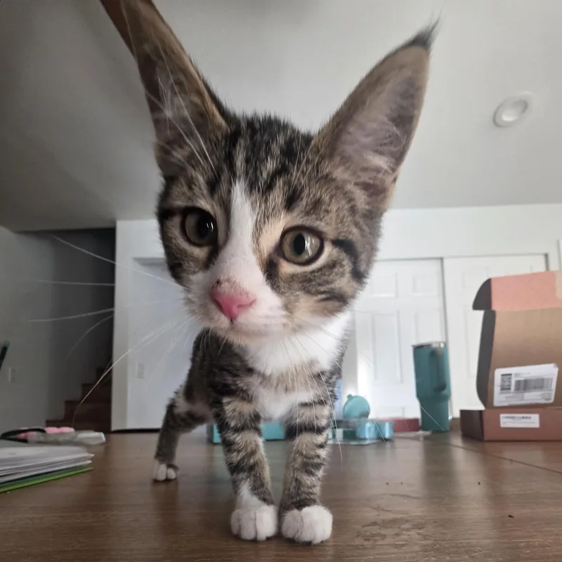 A baby large-sized male Tabby (Gray / Blue / Silver) Tabby cat named Rocky for adoption