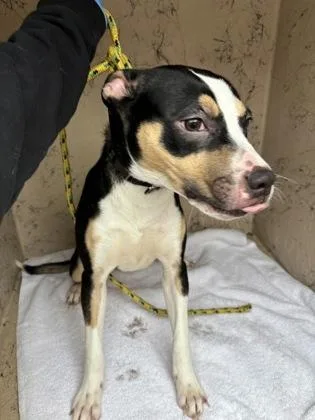 A baby small-sized female Terrier dog named Myrtle for adoption in Honolulu, HI