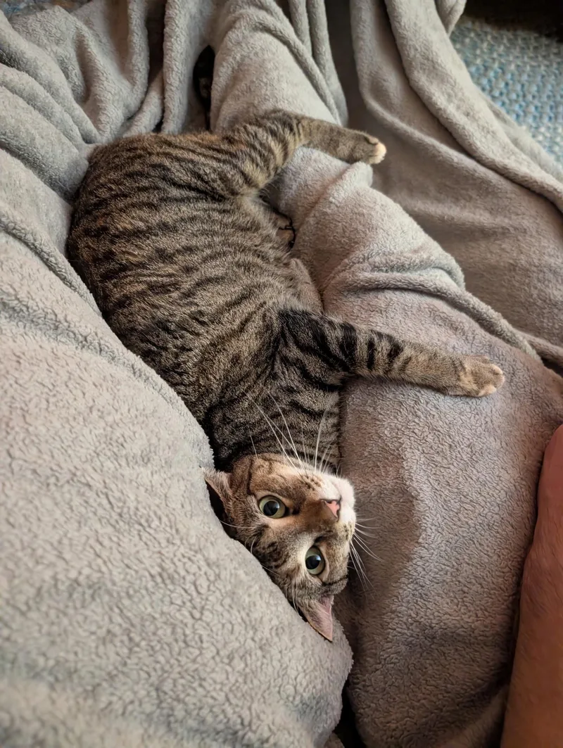 An adult medium-sized female Domestic Short Hair cat named Tilly for adoption in East Derry, NH