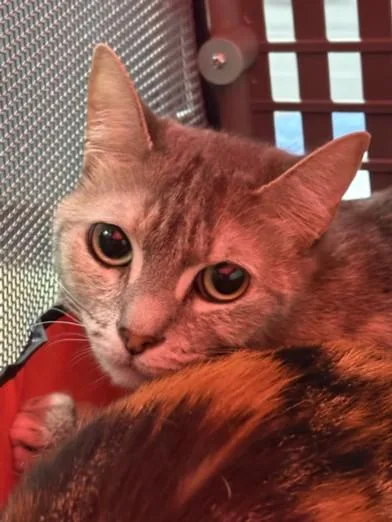 An adult medium-sized female Domestic Short Hair cat named Cheshire for adoption in Chatsworth, CA