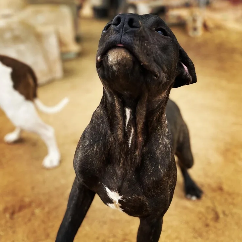 Leonardo thumbnail 3