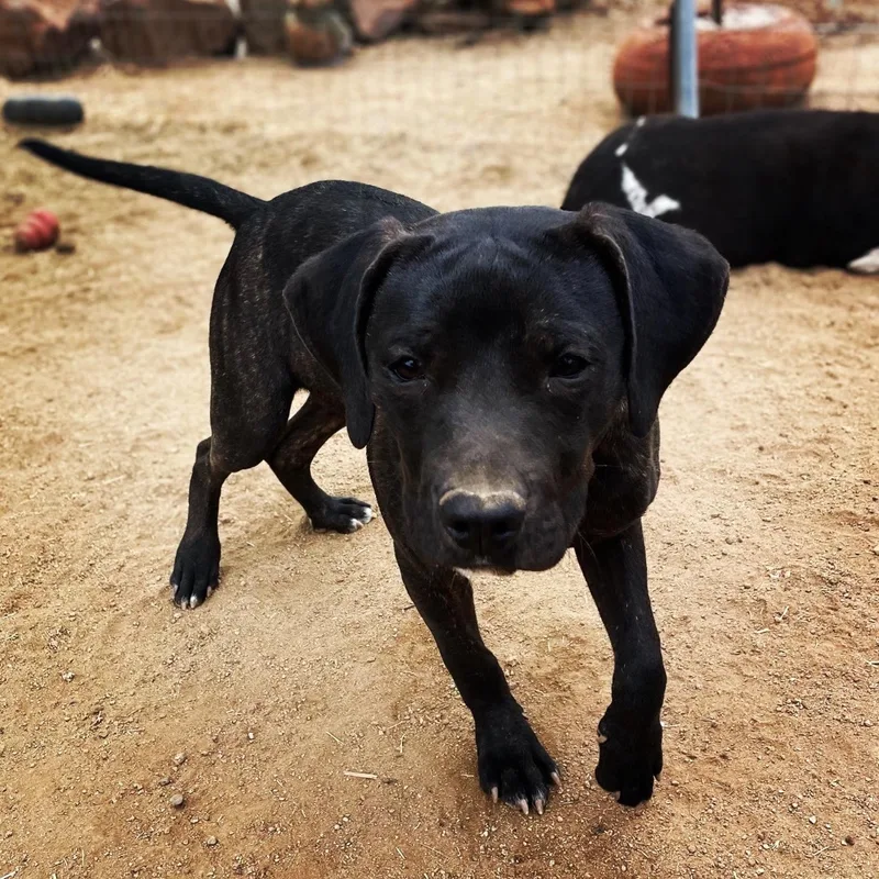 Leonardo thumbnail 4