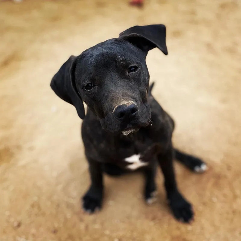 Leonardo thumbnail 5