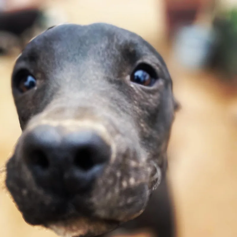 Leonardo thumbnail 6