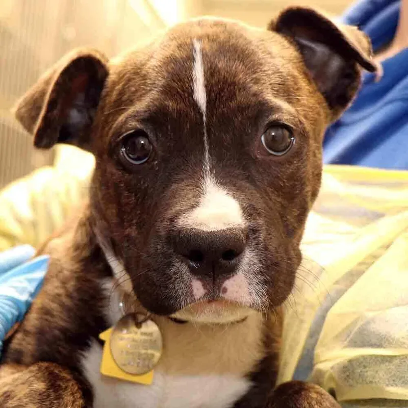 A baby small-sized female Mixed Breed dog named La for adoption in Port Washington, NY