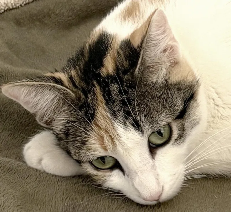 A young medium-sized female Domestic Short Hair cat named Callie for adoption in Ventura, CA
