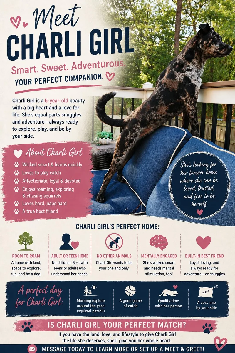 An adult medium-sized female Catahoula Leopard Dog dog named Charli Girl! FH for adoption in Sanford, FL