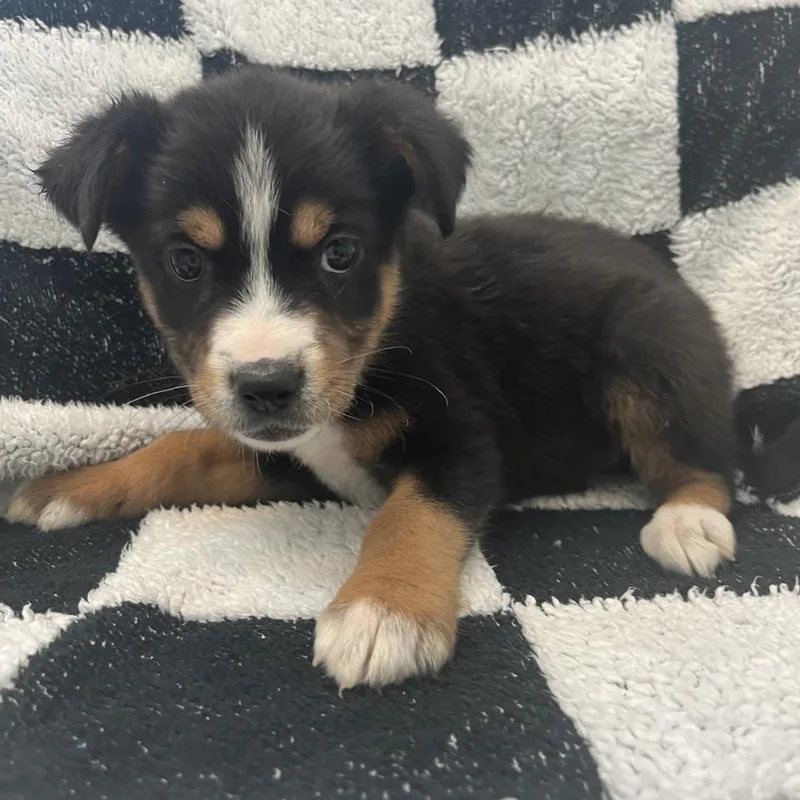 A baby medium-sized female Black Border Collie dog named Taking Bark Sunday for adoption in Murray, UT