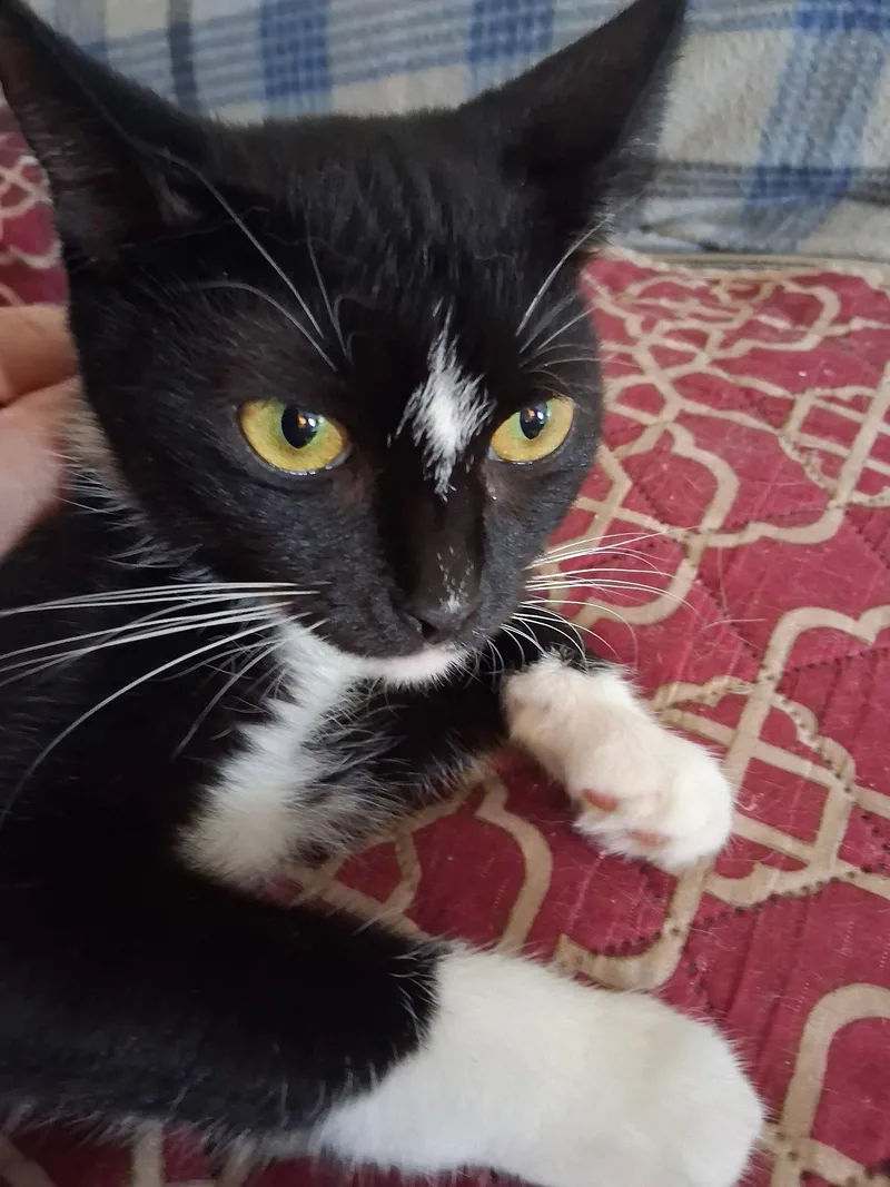 A young medium-sized female Domestic Short Hair cat named Sally for adoption in Longwood, FL