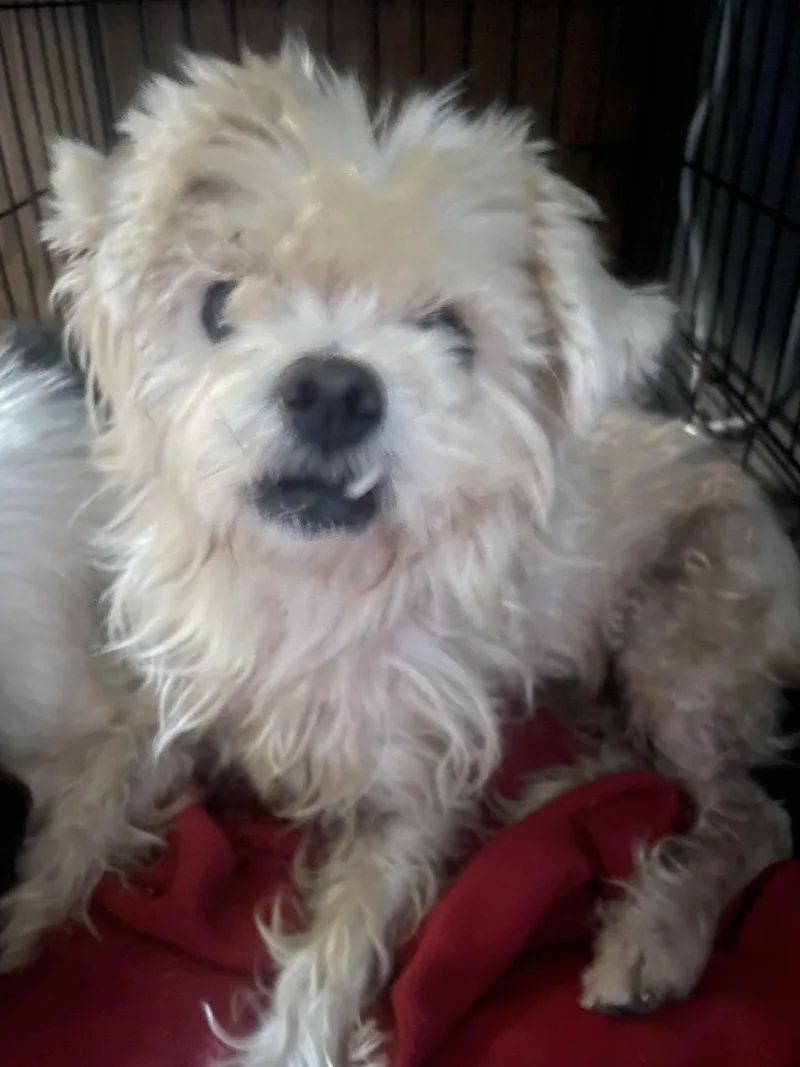 A senior small-sized female White / Cream Maltese dog named Laci NH for adoption in Bryan, TX