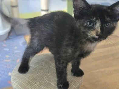 A baby small-sized female Tortoiseshell Domestic Short Hair cat named Kite for adoption in Liverpool, TX