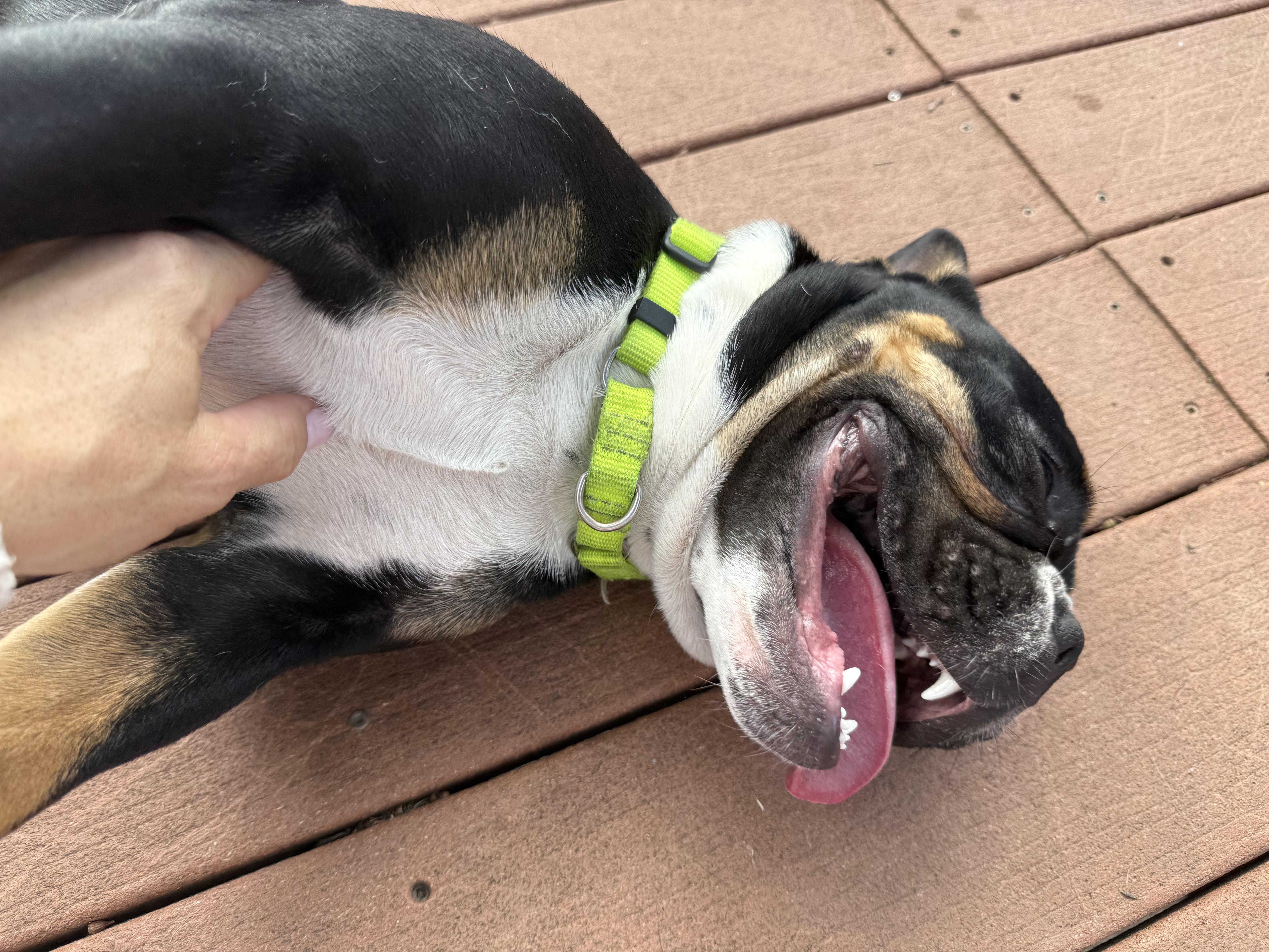A young medium-sized female Tricolor (Brown, Black, & White) English Bulldog dog named Lily for adoption in Santa Monica, CA