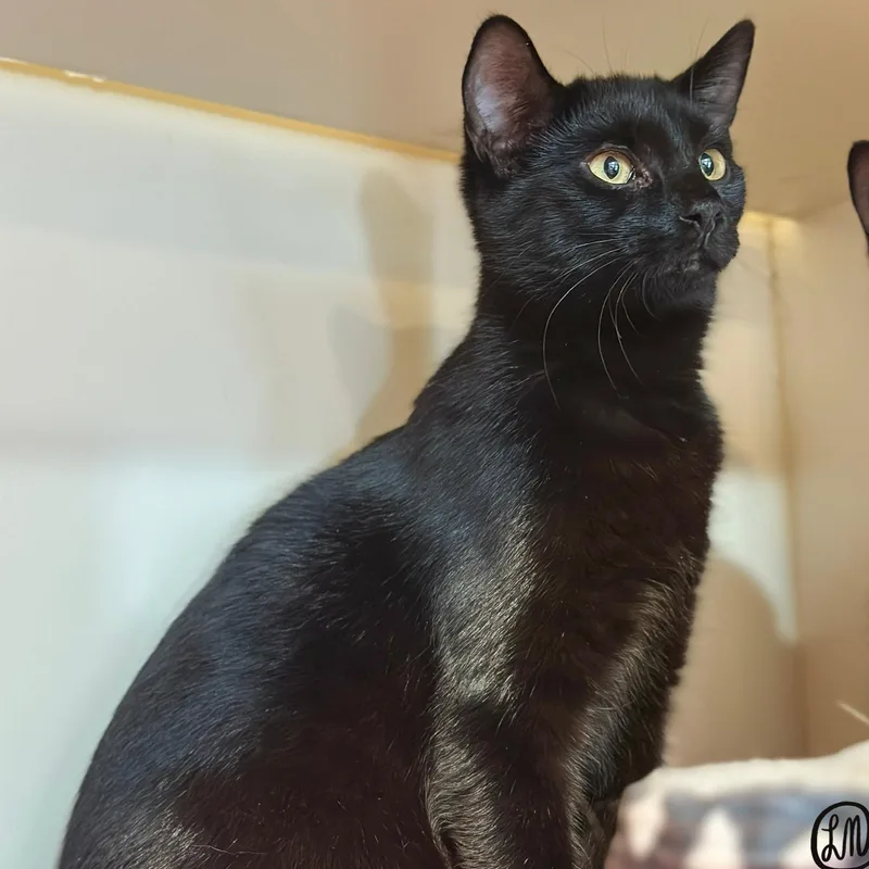 A young medium-sized female Black Domestic Short Hair cat named Wanda for adoption in Victor, NY
