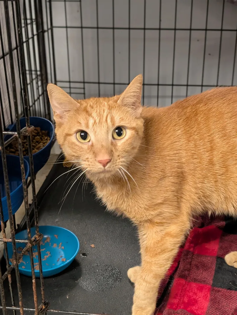 A young medium-sized male Tabby (Orange / Red) Domestic Short Hair cat named Milo for adoption in Tilton, IL