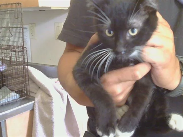 A baby small-sized female Domestic Short Hair cat named Swiffer for adoption in Sacramento, CA