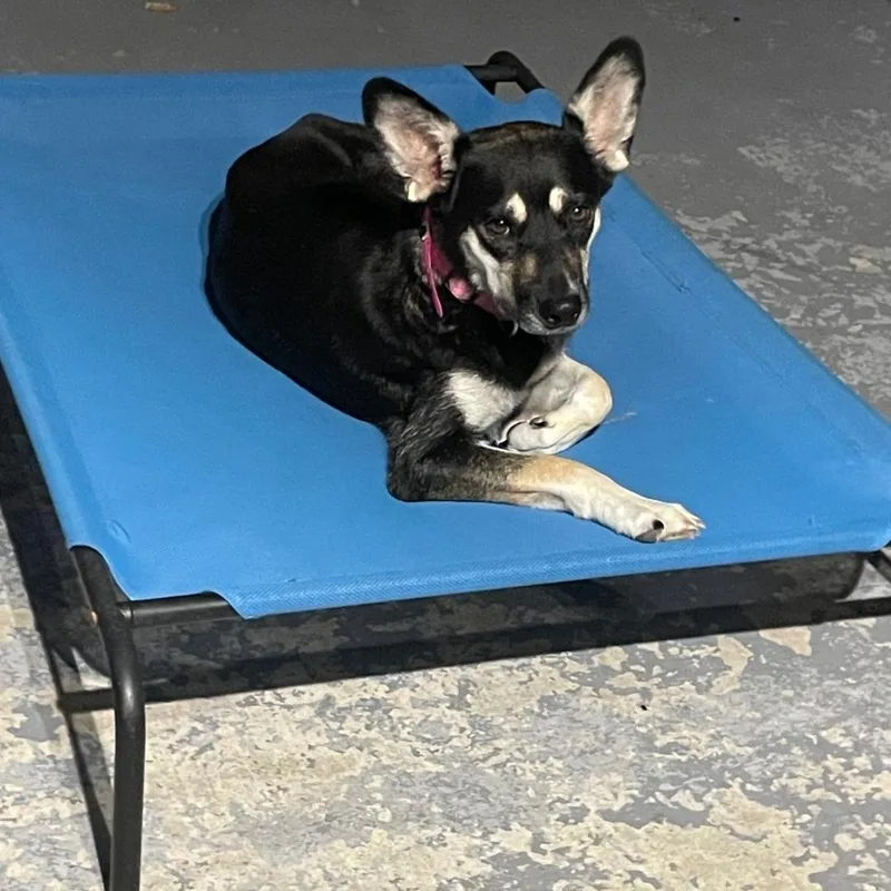 A young medium-sized female Black German Shepherd Dog dog named Birdie for adoption in Brentwood, CA