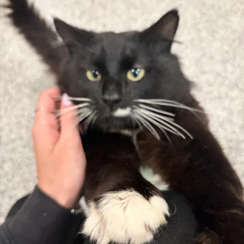 An adult large-sized male Domestic Medium Hair cat named Hambone for adoption in Cumming, GA