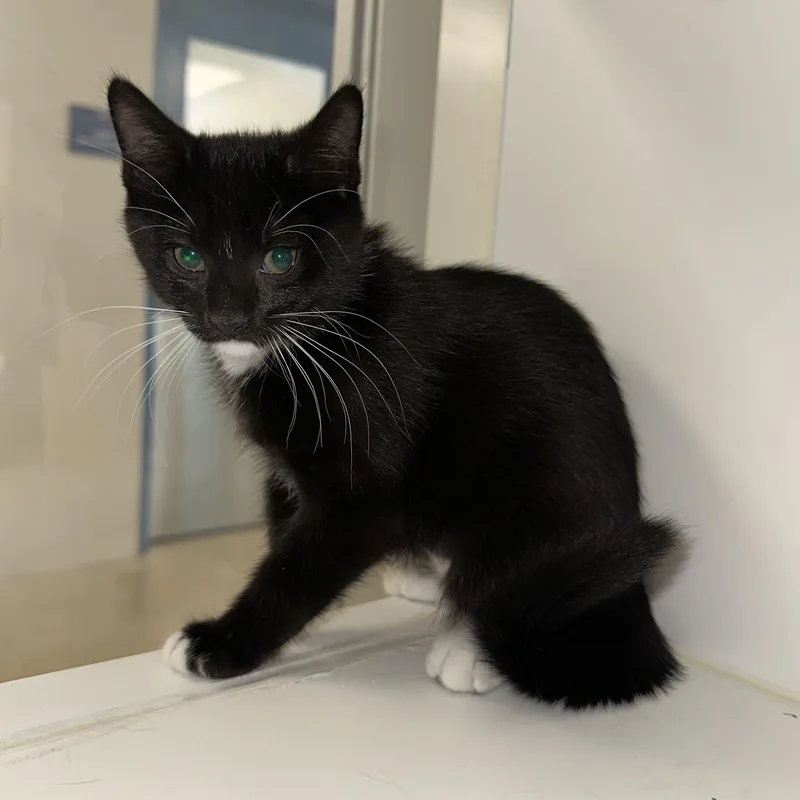 A baby small-sized female Black Domestic Medium Hair cat named Eclipse for adoption in Manassas, VA
