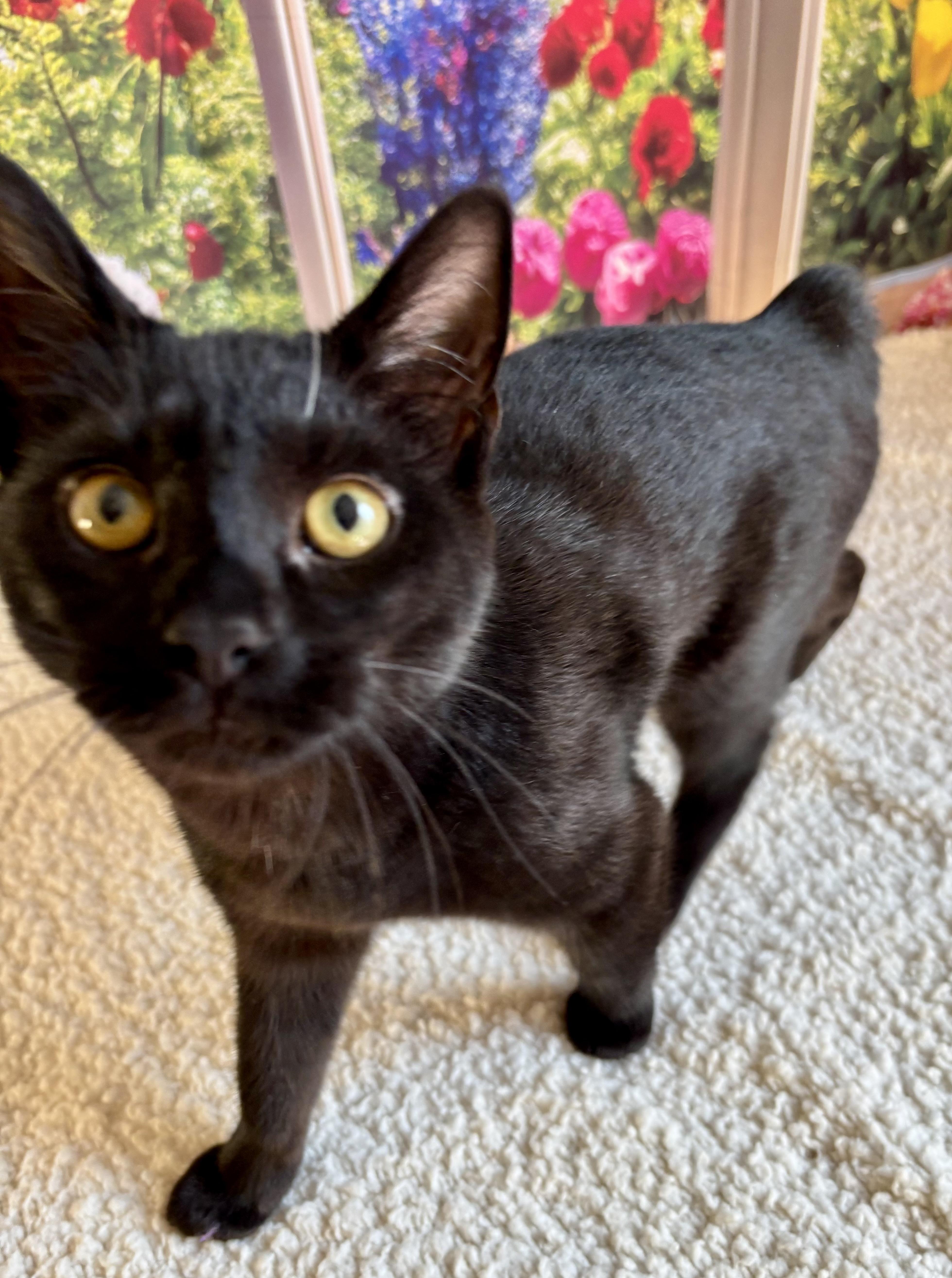 A baby medium-sized female Domestic Short Hair cat named Licorice for adoption in Cincinnati, OH