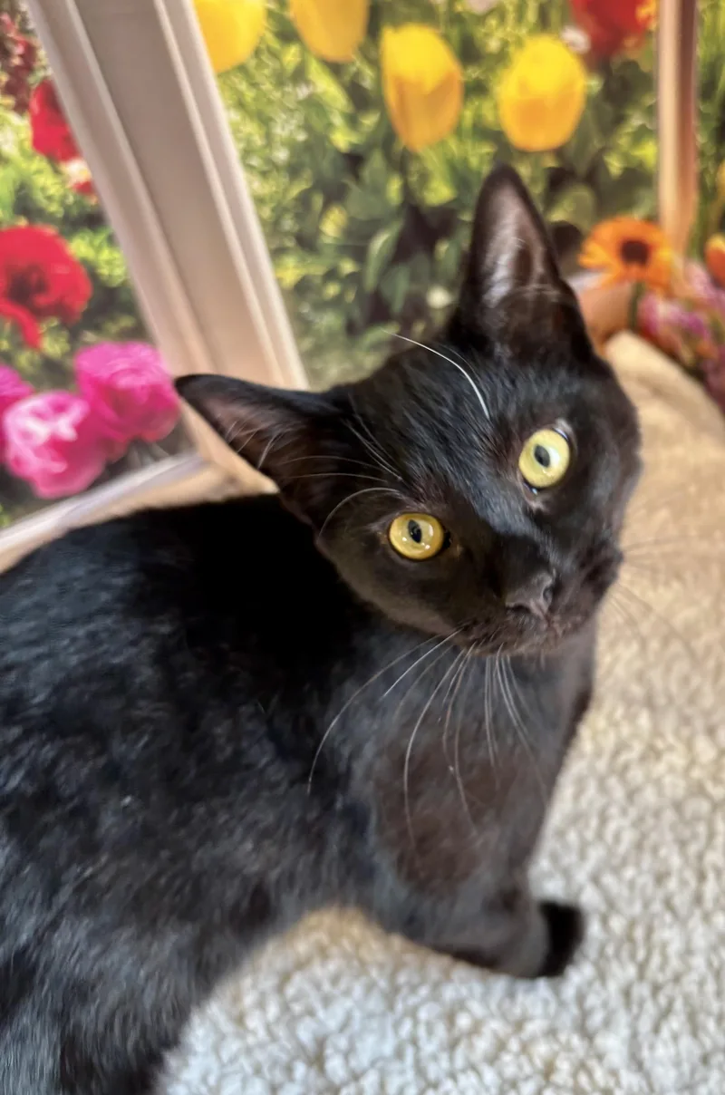 Licorice thumbnail 2