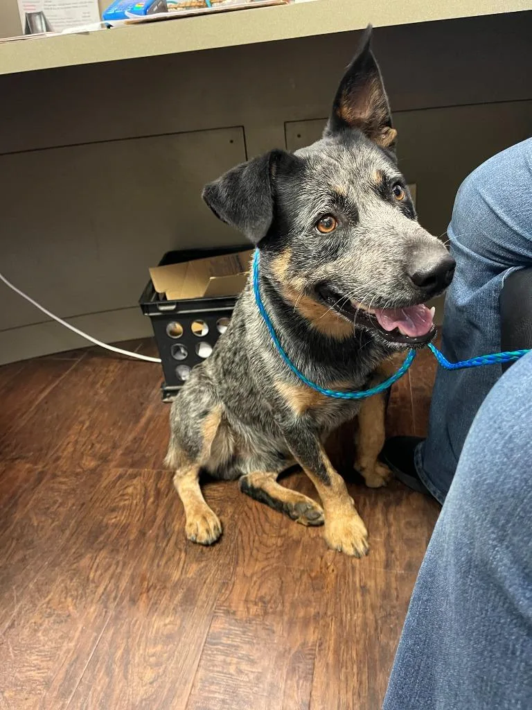A young medium-sized male Australian Cattle Dog / Blue Heeler dog named Dog Kennel  Thunder for adoption in Greenville, TX