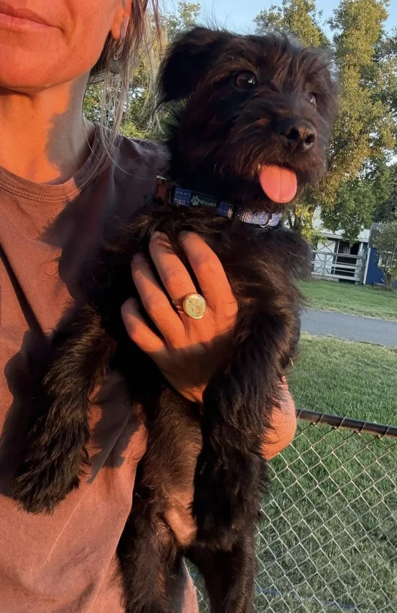A baby small-sized male Black Bolognese dog named Elvis for adoption in Davis, CA