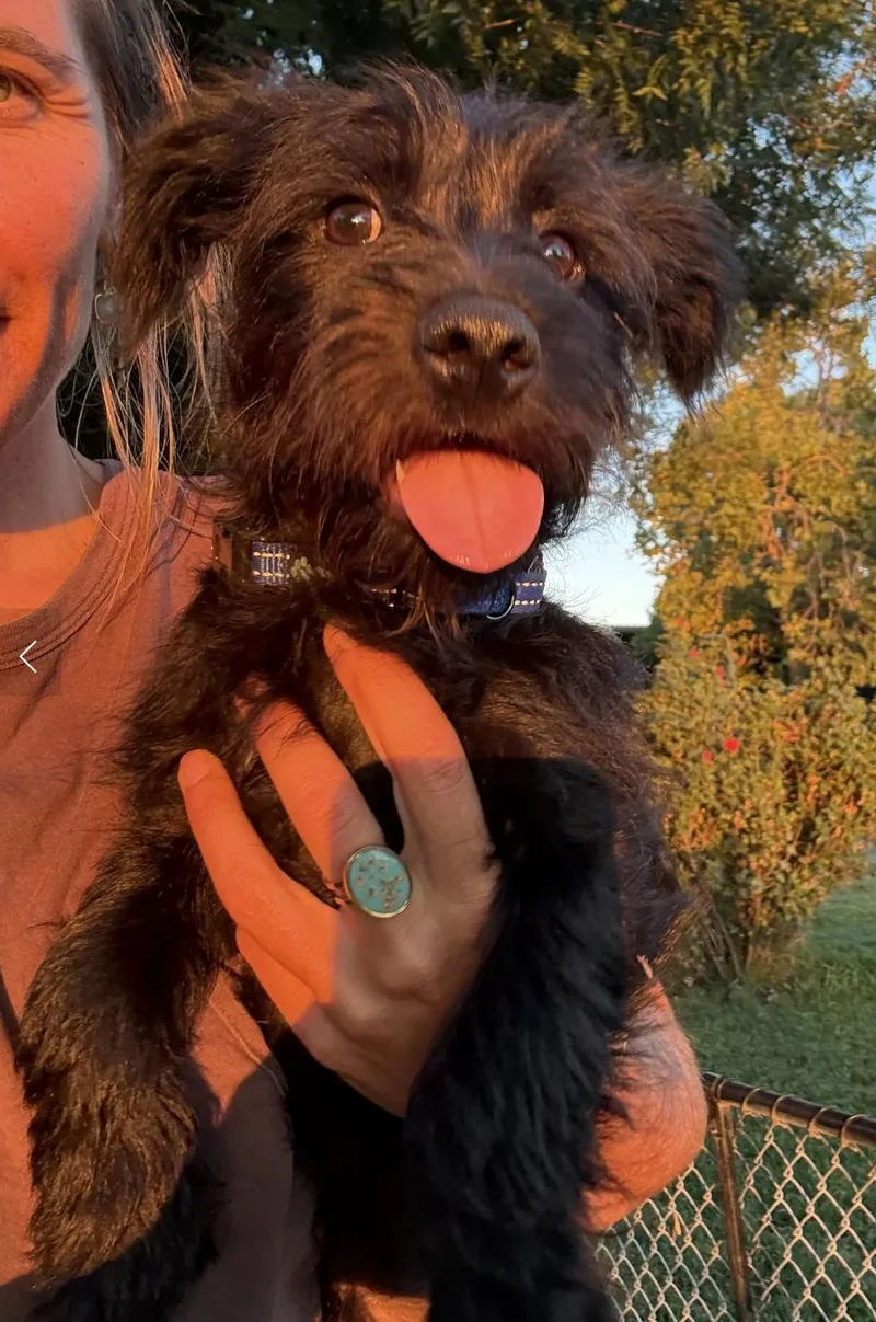 Elvis thumbnail 4