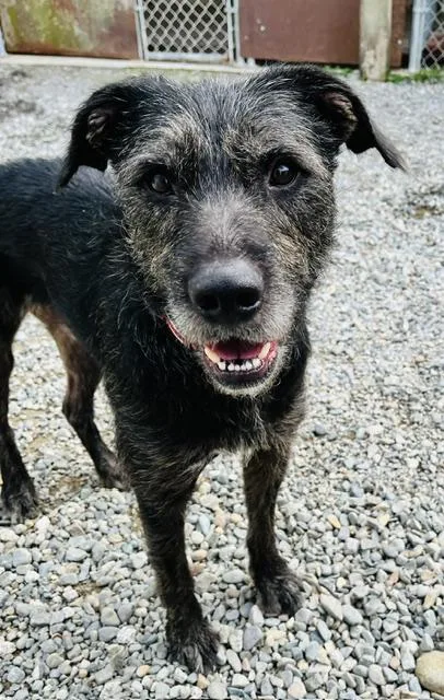 A young medium-sized male Terrier dog named Shaggy for adoption in Kellogg, ID