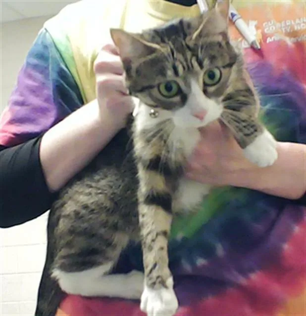 A young medium-sized female Domestic Short Hair cat named Meow Meow for adoption in Fayetteville, NC