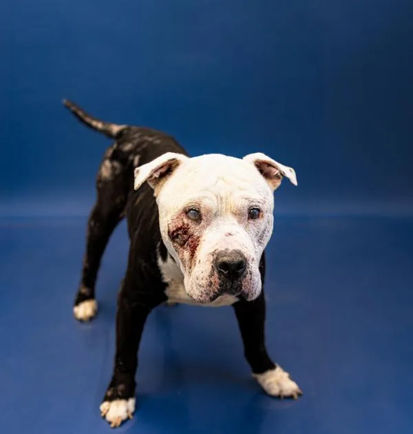 An adult large-sized male Pit Bull Terrier dog named Pen Ic Louie for adoption in Lawrenceville, GA