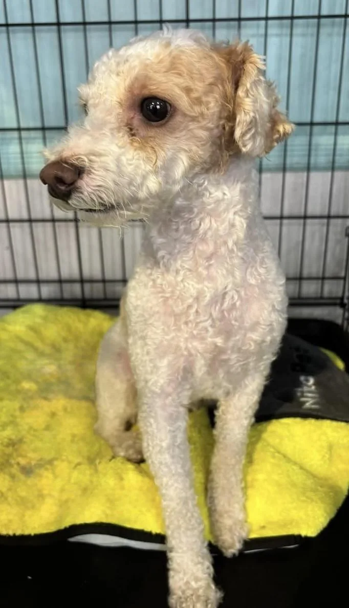 A young small-sized male White / Cream Poodle dog named Messi for adoption in Ozone Park, NY