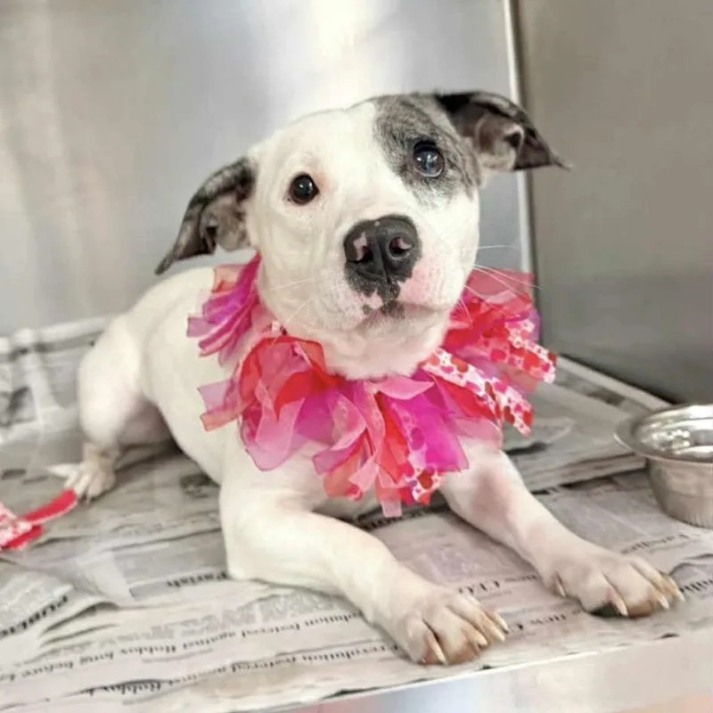 Beetle Bug thumbnail 2