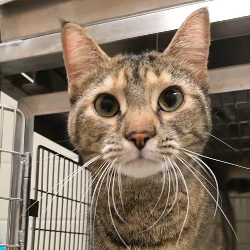 A young medium-sized female Brown / Chocolate Domestic Short Hair cat named Cherry for adoption in Bristol, IN