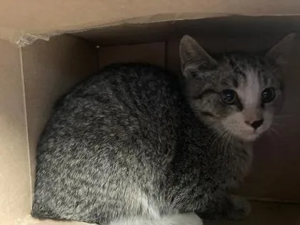 An adult small-sized female Domestic Short Hair cat named Jingle for adoption in Missoula, MT