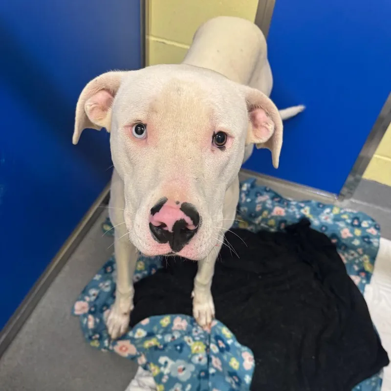 A young large-sized male White / Cream Pit Bull Terrier dog named Prince Charming for adoption in Blue Ridge, GA