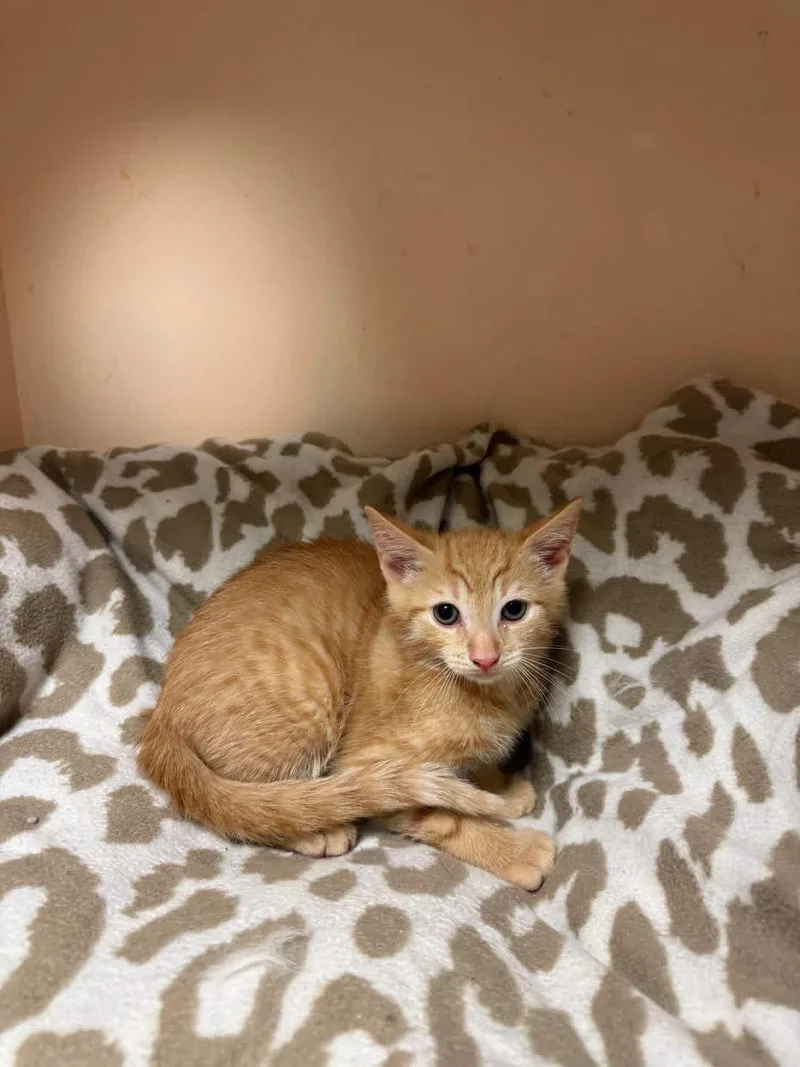 A young small-sized male Orange / Red Domestic Short Hair cat named Howard for adoption in Freeport, NY