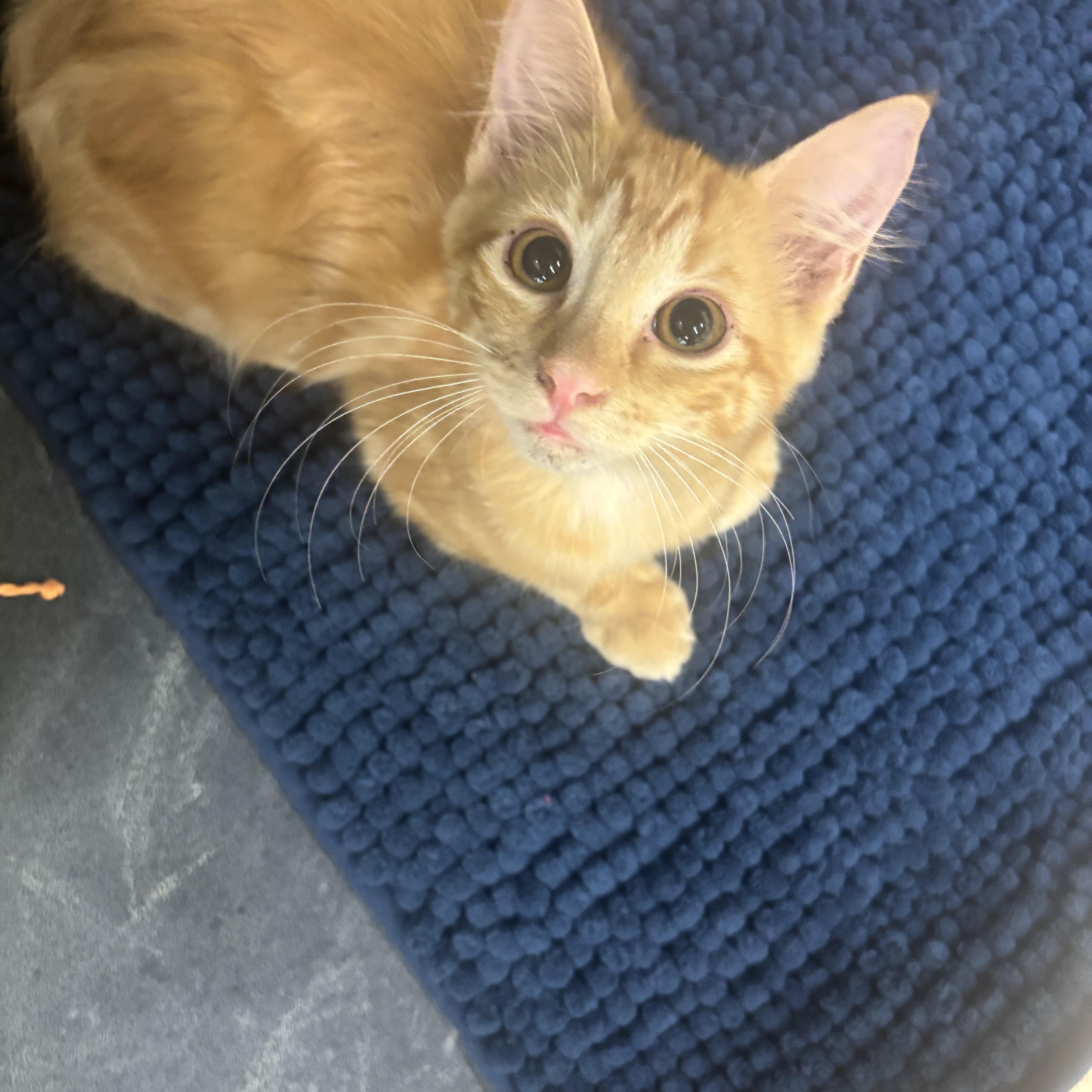 Rufus