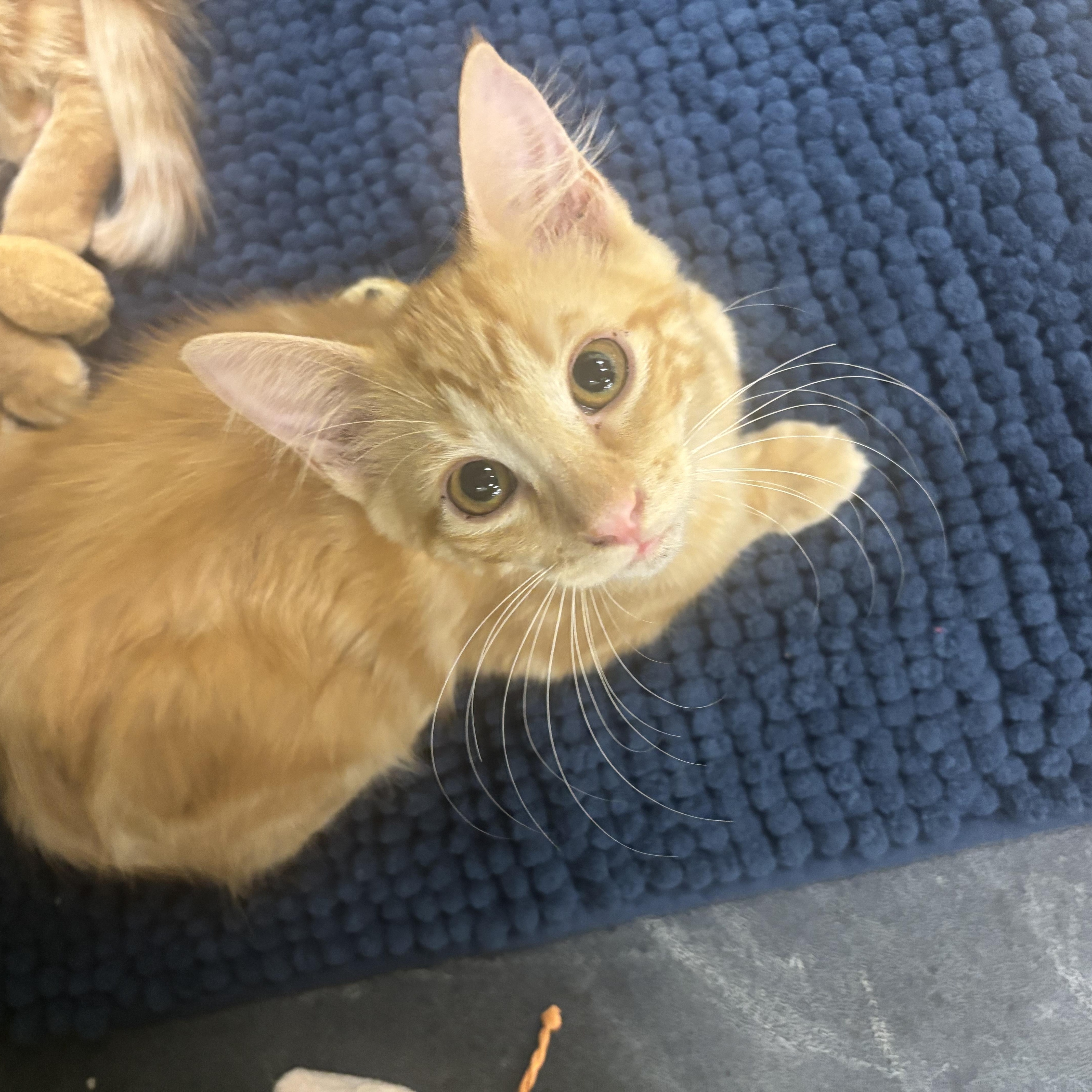 Rufus thumbnail 3